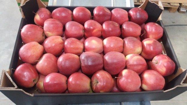 Prima 2000 jablka, hrušky, švestky, vývoz ovoce, zelenina13